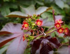 Seeds Rare JATROPHA GOSSYPIFOLIA @ J @ Succulente Pianta carnivora Seme 50 semi