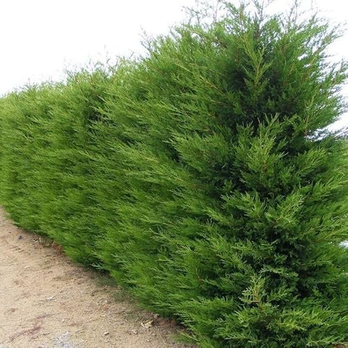 50 Piante di Cipresso Leylandii (Cupressocyparis leylandii) – H 150 cm, Vaso Ø18 cm – Ideale per Siepi Alte e Compatte, Crescita Rapida – FOTO REALI