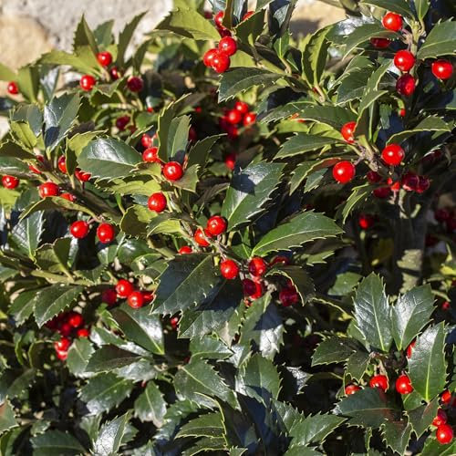GreenboutiQ - Gartenpflanze - Ilex meserveae Blue Maid - Stamm-Pflanze - Terrassenpflanze - Laubabwerfend - Wenig Pflege - Topf 19cm Höhe 90cm