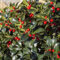 GreenboutiQ - Plante de Jardin - Ilex meserveae Blue Maid - Plante sur Tige - Plante de Terrasse - Caduc - Peu d'entretien - Pot 19cm Hauteur 90cm