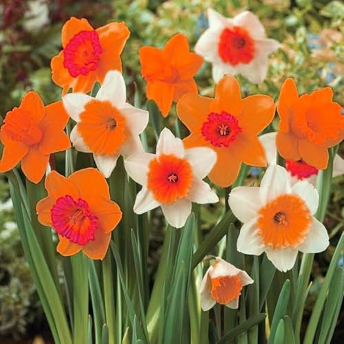 Gorgeous Daffodil Bulbs Mix for Planting Now UK/Cut Flowers/Good for Containers/Strong Plants That Grow Well/Greening Flower/Natural Organic/Wedding Flowers.-2bulbs-E