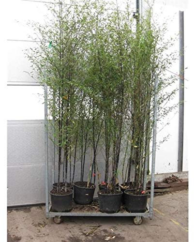 Phyllostachys nigra Topf C5-5 Liter ca. 75-125 cm - Schwarzrohrbambus