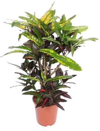 Codiaeum Mango (Mango di Crotone) - 100-110cm - Ø27cm - Pianta d'appartamento - Sempreverde