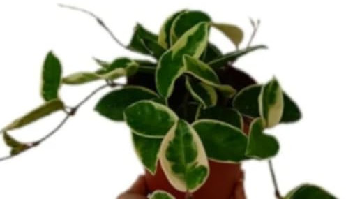 Planta natural de interior Hoya Krimson, 20-25 cm. Hoya Carnosa. Planta colgante con hojas carnosas en tonos verde, rosa y crema; muy decorativa. Segura Garden.