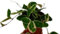 Planta natural de interior Hoya Krimson, 20-25 cm. Hoya Carnosa. Planta colgante con hojas carnosas en tonos verde, rosa y crema; muy decorativa. Segura Garden.