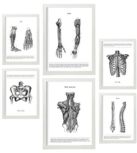 Nacnic – Set mit 6 Anatomie-Bildern Muskeln und Knochen (Rücken, Bein, Arm, Wirbelsäule, Becken, Rippen). Poster ideal für Kliniken. Größen A3 und A4, mit weißem Rahmen.
