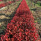 200 pcs glanzmispel red robin samen winterharte balkonpflanzen,Photinia serrulata, balkon deko hochbeete für garten pflanzendeko bonsai tree bäume baumsamen biosaatgut garten geschenke