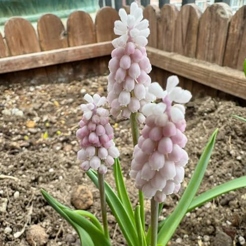 Hyazinthen Zwiebeln Winterhart Mehrjährig, frühblüher zwiebeln Hyacinthus orientalis, winterharte kübelpflanzen pflanzen für sonnige plätze blumenzwiebeln mehrjährig winterhart 3pcs