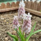 Hyazinthen Zwiebeln Winterhart Mehrjährig, frühblüher zwiebeln Hyacinthus orientalis, winterharte kübelpflanzen pflanzen für sonnige plätze blumenzwiebeln mehrjährig winterhart 3pcs