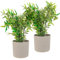 LIVIVO 18CM Round Plastic Flowerpot Plant Pot with Speckled Sandstone Effect for Indoor & Outdoor use including Kitchen Living Room Hallway Garden Patio Entrance Balcony Window - SET OF 2 (White)