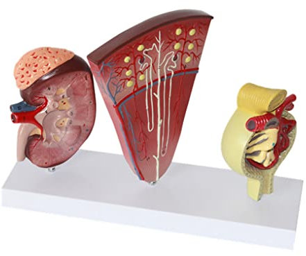 UIGJIOG Humane Niere DREI vergrößerte Modelle wie das Nierenprofil, Nephron und Glomerulus Anatomy -Nierenanatomie -Modell Anatomischer Modell mit kardioid doppelseitiger medizinischer Hartknochen