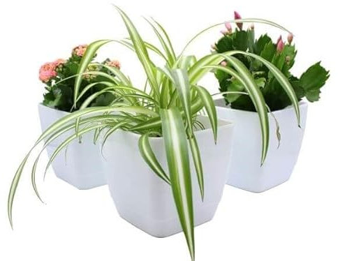 Gardening Naturally Plant Pot Pack Indoor Square White Gloss (Pack of 3, 20 CM Diameter)