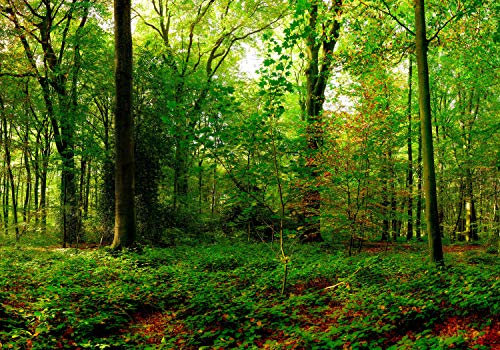 wandmotiv24 Fototapete Wald Bäume Blätter, XL 350 x 245 cm - 7 Teile, Wanddeko, Wandbild, Wandtapete, Grün, dunkel, Baum M5680