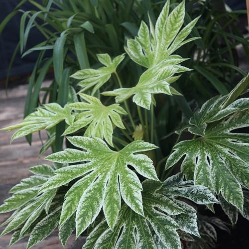 Plant Theory Tsumugi-Shibori Japanese Aralia Fatsia Japonica Shrub Plant 2L Pot