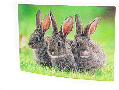 3 D Ansichtskarte Hasen, Postkarte Wackelkarte Hologrammkarte Tiere Häschen Kaninchen Hase