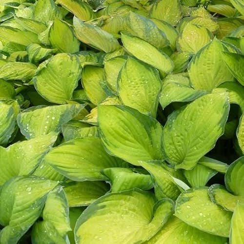 6x Gelbgrüne Funkie 'Gold Standard' - Hosta fortunei ‘Gold Standard’ - Kleincontainer 9x9cm