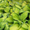 6x Gelbgrüne Funkie 'Gold Standard' - Hosta fortunei ‘Gold Standard’ - Kleincontainer 9x9cm