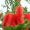 50 pcs zylinderputzer pflanze samen, gartenpflanzen winterhart, pflanzen winterhart (Callistemon rigidus) baumsamen, zimmerpflanzen winterharte pflanzen für balkon, gartengeschenke