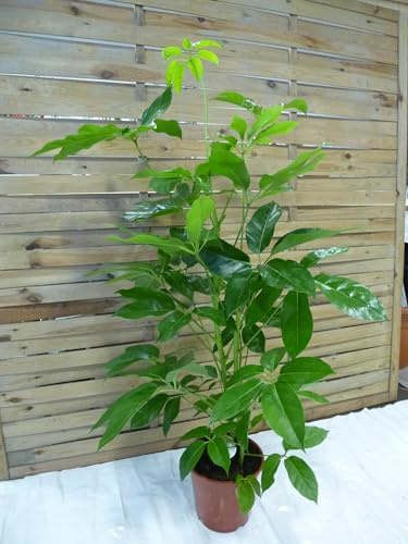 [Palmenlager] XL Schefflera actinophylla Amate 130 cm / 2er Tuff - Strahlenaralie/Zimmerpflanze