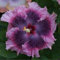 10 Rare Dark Light Violet Hibiscus Graines géant Hardy Fleur Jardin Exotique Big