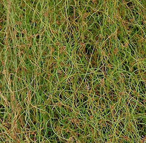 Korkenzieher Binse - Juncus effusus - Gartenpflanze