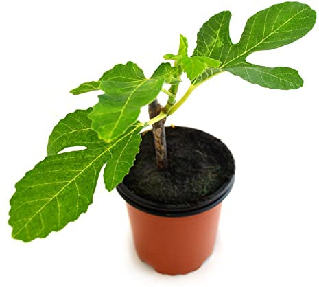 Planta de Higuera Viva Árbol Frutal Natural del Mediterráneo