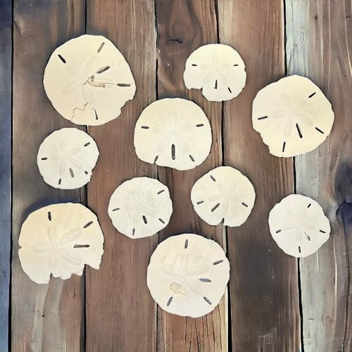 Tumbler Home Imperfect Sanddollar, 10 defekte Sanddollar, Größen von 5,1 cm – 7,6 cm, ideal zum Basteln, Dekorationen, Ornamente, Vasenfüller und Klassenzimmer
