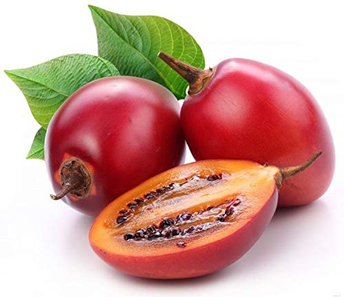 Portal Cool Tamarillo Baumtomate Baum Tomate sät Tamamoro 35 Pcs