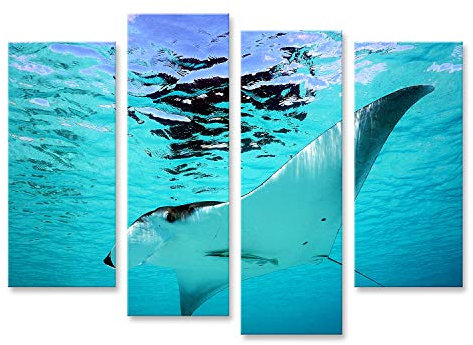 islandburner Bild auf Leinwand Manta Rochen Bilder Wandbilder Poster