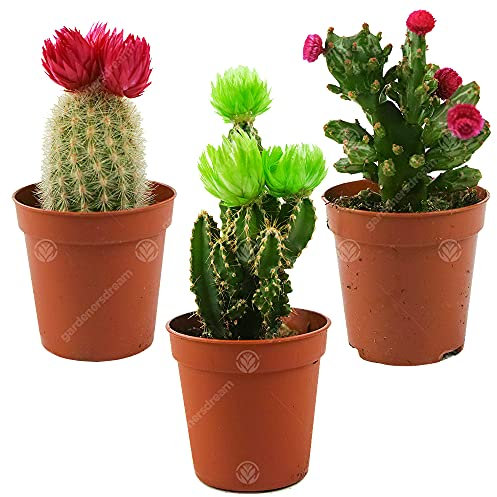 Assortiment Mini Cactus Disco Plante d'intérieur en pot 5,5 cm petit cadeau pour maison/bureau (Lot de 3)