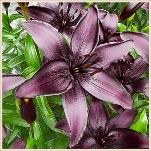 Lilien zwiebeln winterhart mehrjährig - lilium zwiebeln winterhart mehrjährig - Lilien pflanzen winterhart mehrjährig-2zwiebeln-I