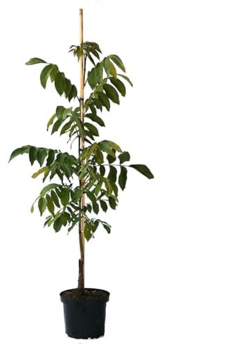 Nogal Árbol Frutal Natural - Juglans Regia - Ideal para el Patio del Hogar