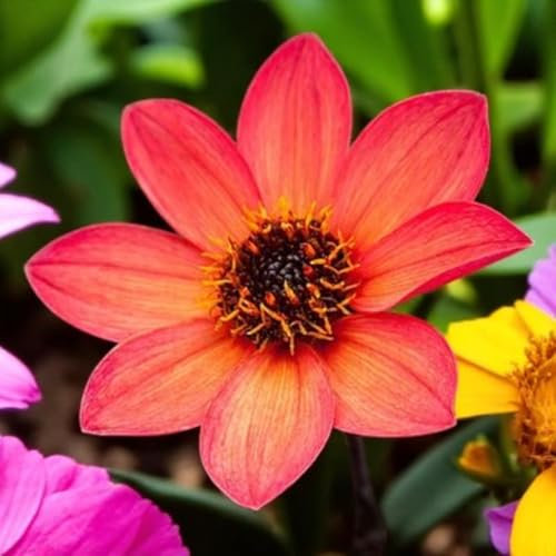 Carbeth Plants Dahlia Happy Days Orange Red Plant 2 x 9cm Pot - Compact Dwarf Dahlia Flowering Perennial - Pollinator Friendly Garden Ready Shrubs - Perfect for Beds, Borders & Containers