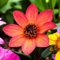 Carbeth Plants Dahlia Happy Days Orange Red Plant 2 x 9cm Pot - Compact Dwarf Dahlia Flowering Perennial - Pollinator Friendly Garden Ready Shrubs - Perfect for Beds, Borders & Containers