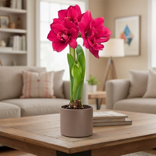 Amaryllis Zwiebeln Mehrjährig - Double Pink - 1 Zwiebel | Große Amaryllis-Zwiebel aus Holland, Großformat 26/30, für Topf und Innenbereich, mehrjährig (kein Samen)