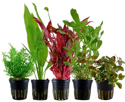 AquaOne Plantas de Acuario I 5 x Plantas Acuáticas I Fondo Plantas de Acuario I Ammannia Echinodorus Ludwigia Ceratopteris Alternanthera I Juego de 5 Plantas de Fondo