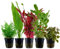 AquaOne Aquarium Pflanzen I 5x Wasserpflanzen Set I Hintergrund Aquarienpflanzen I Ammannia Echinodorus Ludwigia Ceratopteris Alternanthera I Set mit 5 Hintergrundpflanzen