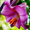 Lilium martagon zwiebeln,winterharte,lilien deko,lilien im topf,lilie riesen,lilien zwiebeln forever susan,lilie,duft lilien,lilien knollen,lilien zwiebeln winterhart mehrjährig.-10 zwiebeln-G