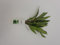 Wasserpflanzen Aquarium 1 schöne volle Bundpflanze wählen Sie selbst + 2 kleine Mooskugeln 1-2 cm (Hygrophila siamensis)