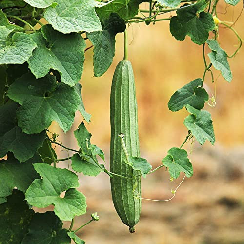 Luffa Samen, Gemüsesamen - Luffa Aegyptiaca Miller - Alte Sorten Saatgut Winterharte Pflanzen, Gartengeschenke Saat Exotische Pflanzen Bio Saatgut, Samen Gemüse Garten - 25 Stück