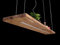 FRIESENLICHT PAULA Hängelampe Pendelleuchte Holz Holzlampe Wildeiche Massiv Hängeleuchte Unikat Friesenleuchte (120cm/1 LED-Leiste unten)
