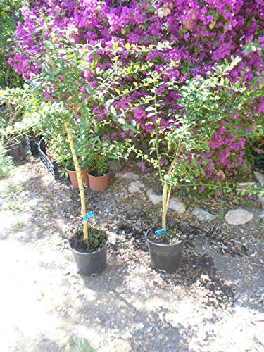 Caviar de Lima - microcitrus australasica - una planta/arbol