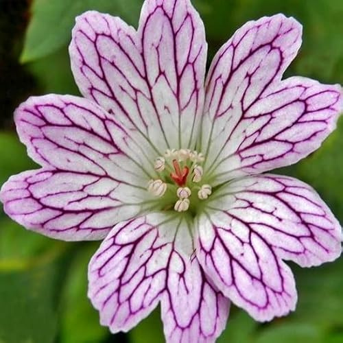 6x Veränderlicher Storchschnabel - Geranium versicolor - Topf 9x9cm - Blühende Staude