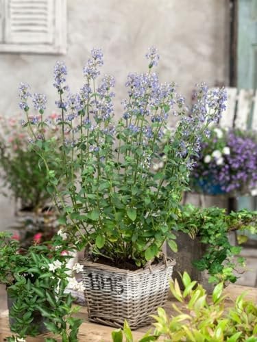 Nepeta x faassenii 'Gletschereis' ca. 9x9 cm Topf - Katzenminze, weiße Blüten, Blütezeit Mai-September, bienenfreundlich, ideal für Rabatten, pflegeleicht