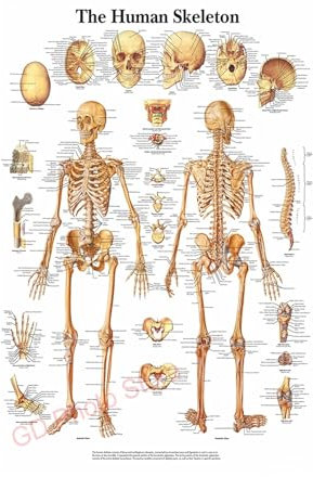 The Body Structure HD Poster Anatomie und Physiologie Fotopapier Skeleton Poster Home Medical Room Decor Art Wall Painting(1,A5 5.8x8.3inch)