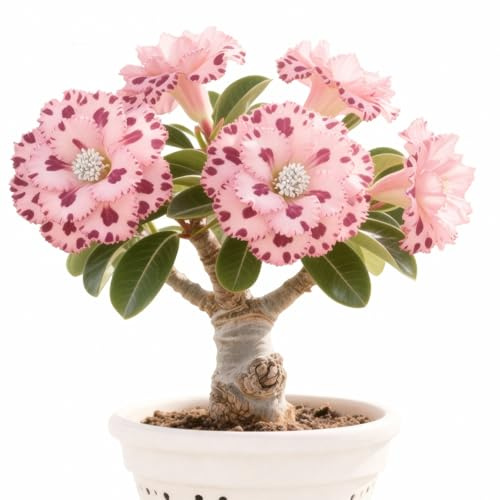 Wüstenrosen zum Anpflanzen/Herbstpflanzung für Frühlingsschönheit,Mehrjährig winterhart,gedeiht in Töpfen/(Wüstenrosenzwiebeln)-2rhizome-H