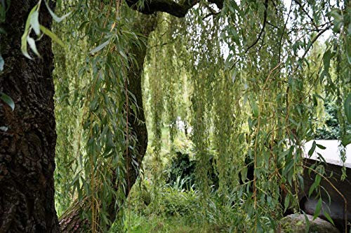 Trauerweide 80-100cm - Salix alba