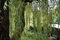 Trauerweide 80-100cm - Salix alba