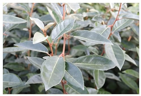 Stauden Gänge 25 x Elaeagnus ebbingei Wintergrüne Ölweide winterhart | Winterharte Heckenpflanze für Sonne bis Halbschatten, Blüte Ende, mehrjährig, schnittverträglich, 9x9 cm Topf