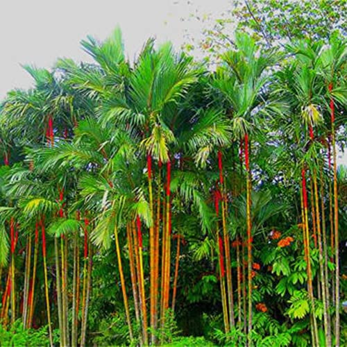 Haloppe 50 Stück Palme Pflanzen Samen für Hausgarten Pflanzen, Flasche Palme Samen Tropische Pflanze Hausgarten Balkon Bonsai Dekor Palmensamen